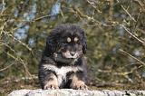 DOGUE DU TIBET 478